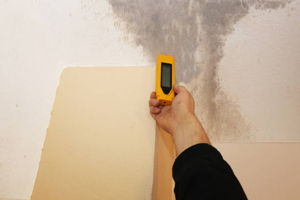 Best Mold-Related Health Consultation  in Tilton Northfield, NH