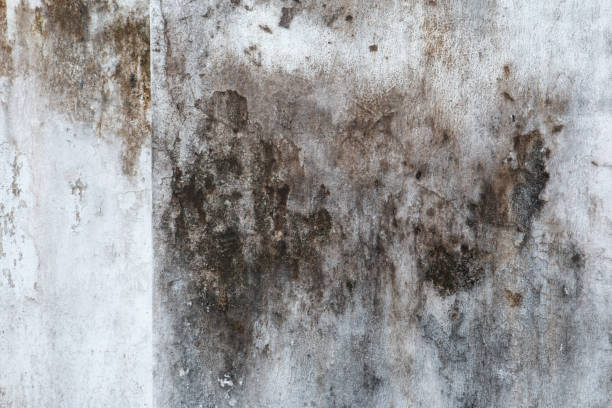 Best Airborne Mold Testing  in Tilton Northfield, NH