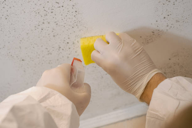 Best Industrial Mold Remediation  in Tilton Northfield, NH