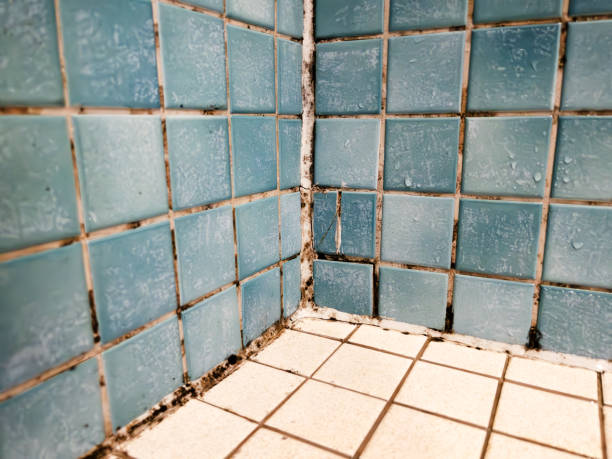 Best Emergency Mold Remediation  in Tilton Northfield, NH