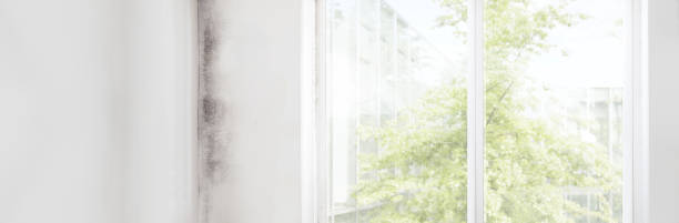 Reliable Tilton Northfield, NH Mold Removal Solutions