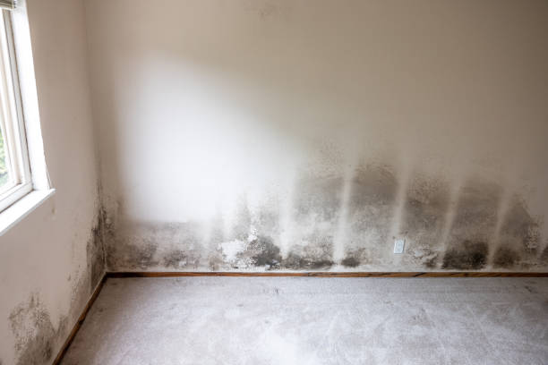 Best Environmental Consulting for Mold Prevention  in Tilton Northfield, NH
