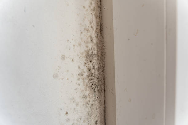 Best Forensic Mold Investigation  in Tilton Northfield, NH