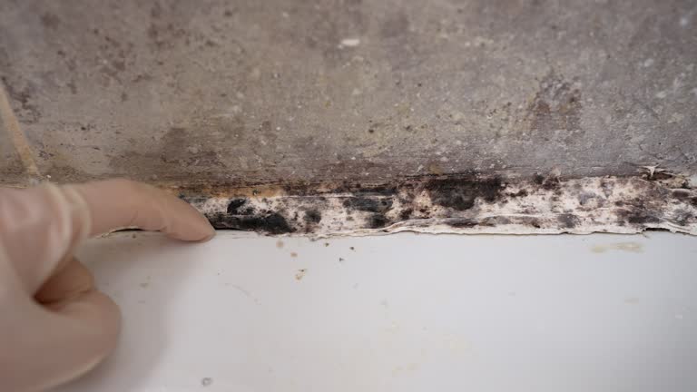 Best Mold Removal for HVAC Installations  in Tilton Northfield, NH