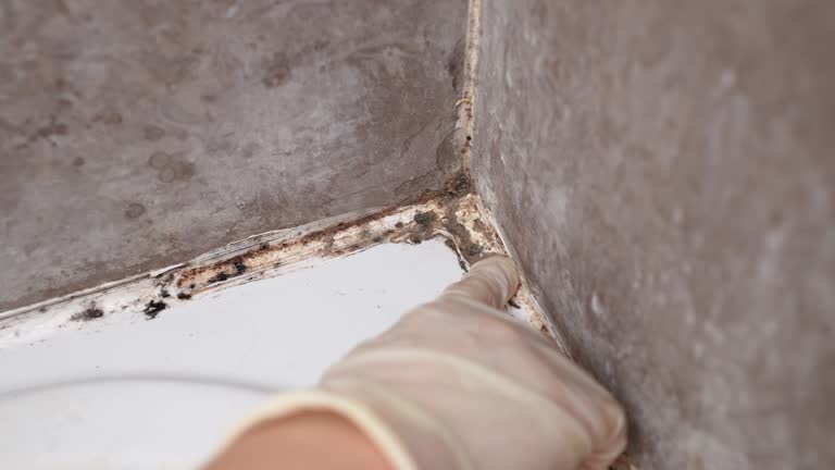 Best Mold Prevention Services  in Tilton Northfield, NH